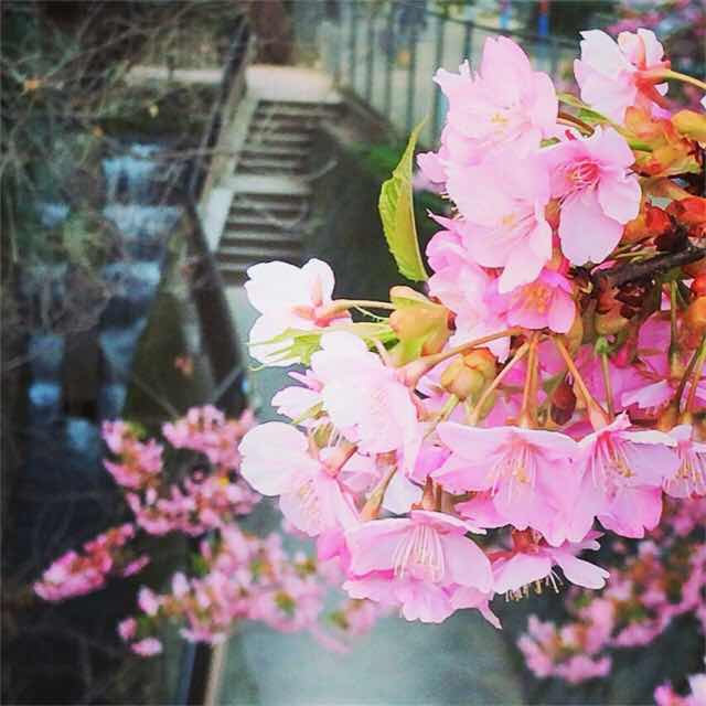 河津桜が満開です